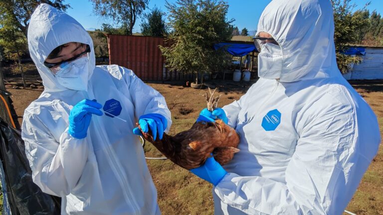 SAG Ñuble refuerza vigilancia y entrega claves para prevenir la Influenza Aviar en la región.